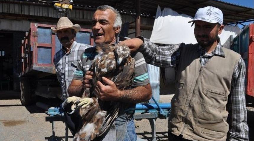Yaralı Kartal Tedavi Altına Alındı