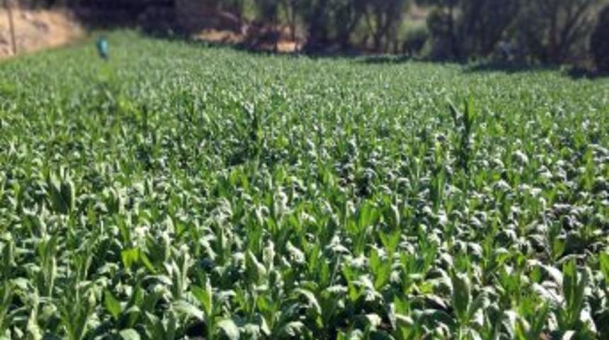 T&uuml;t&uuml;n Tarlasında Hint Keneviri Yetiştirmiş