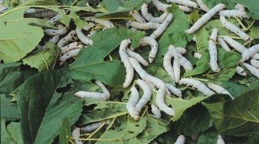 İpekb&ouml;cek&ccedil;iliğinde &Ouml;demiş Farkı