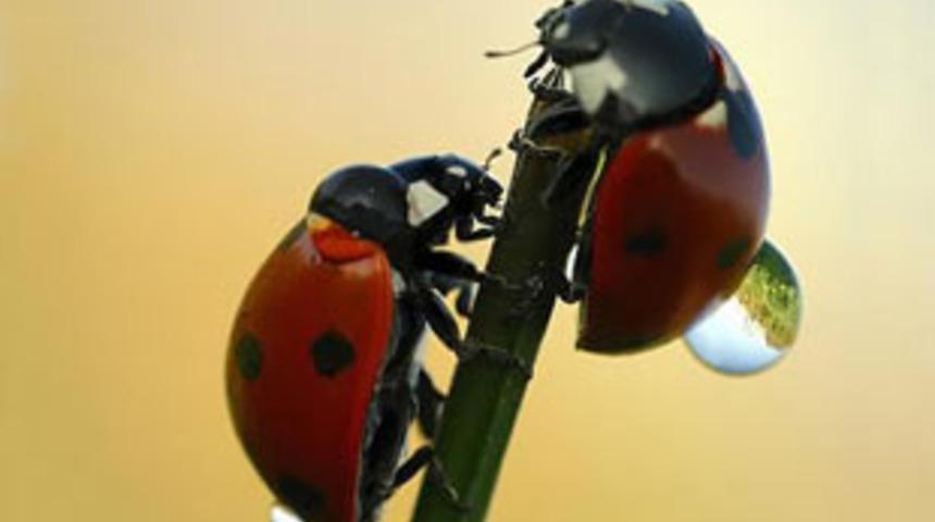 Uğur b&ouml;cekleri hakkında ilgin&ccedil; bilgiler