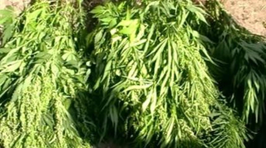 Tatvan&rsquo;da Hint Keneviri Operasyonu