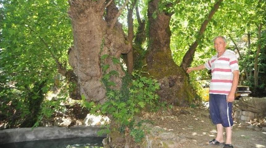 Asırlık Ağa&ccedil; Definecilerin Gazabına Uğradı