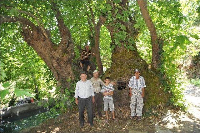 Asırlık Ağa&ccedil; Definecilerin Gazabına Uğradı 1