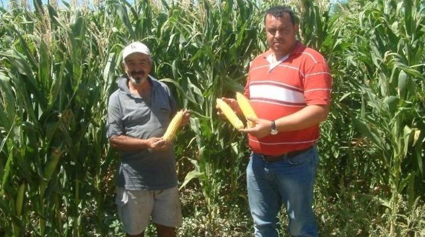 Burhaniye&rsquo;de Silajlık Mısır Hasadına Başlandı