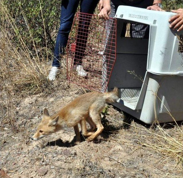 3 Yavru Tilki Doğal Hayata Kavuşturuldu 1