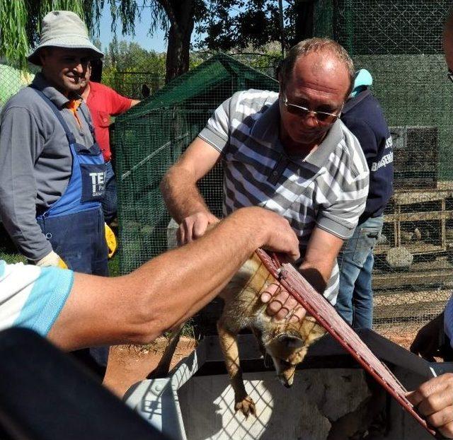 3 Yavru Tilki Doğal Hayata Kavuşturuldu 2
