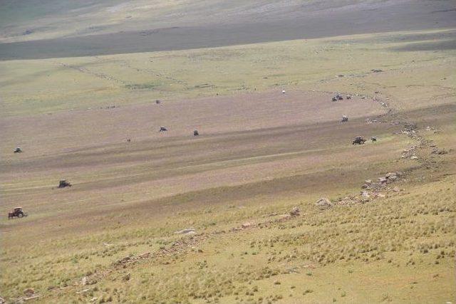 Sarı&ccedil;ayır Bi&ccedil;ilmeye Başlandı 1