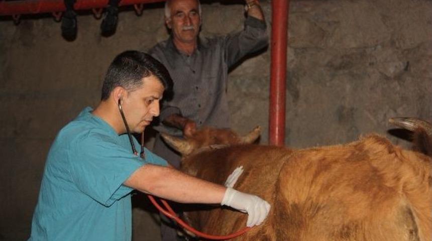 Mezbahanede Kesim Denetimi