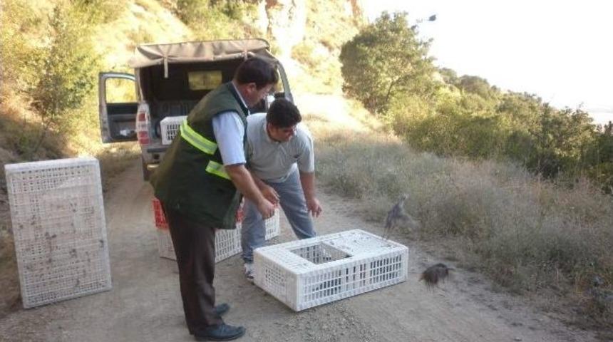 Bin 100 Kınalı Keklik Sultandağı&rsquo;nda Doğaya Bırakıldı