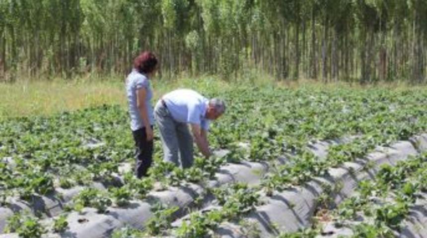 Kılı&ccedil;oğlu &Ccedil;ilek Tarlalarını Inceledi