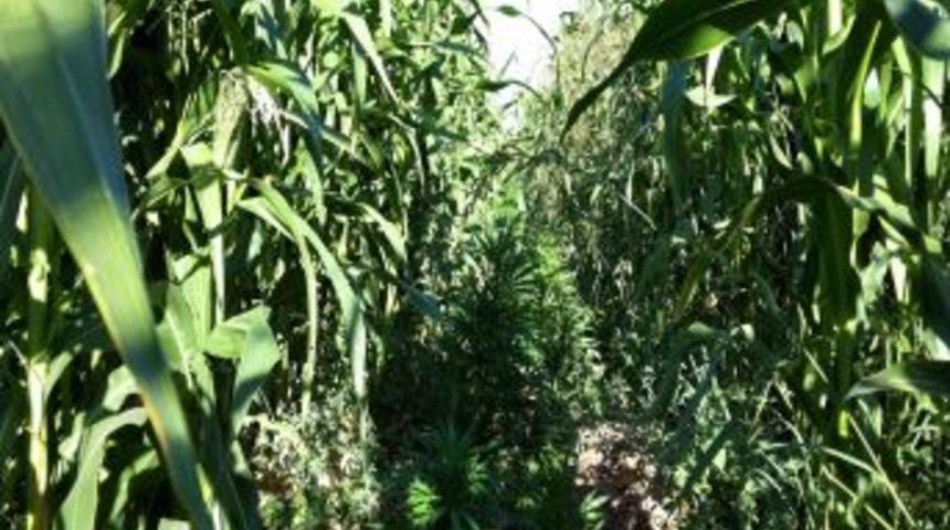 Mısır Tarlasına Kenevir Ekmişler