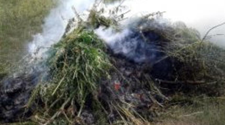 Ele Ge&ccedil;irilen K&ouml;k Hint Keneviri İmha Edildi