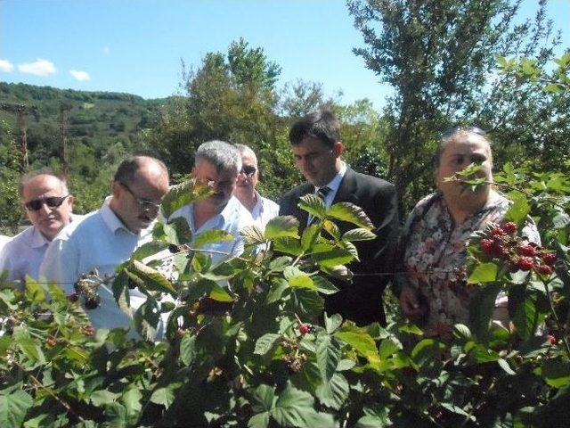 Alaplı&rsquo;da Hasat Bayramı D&uuml;zenlendi 1