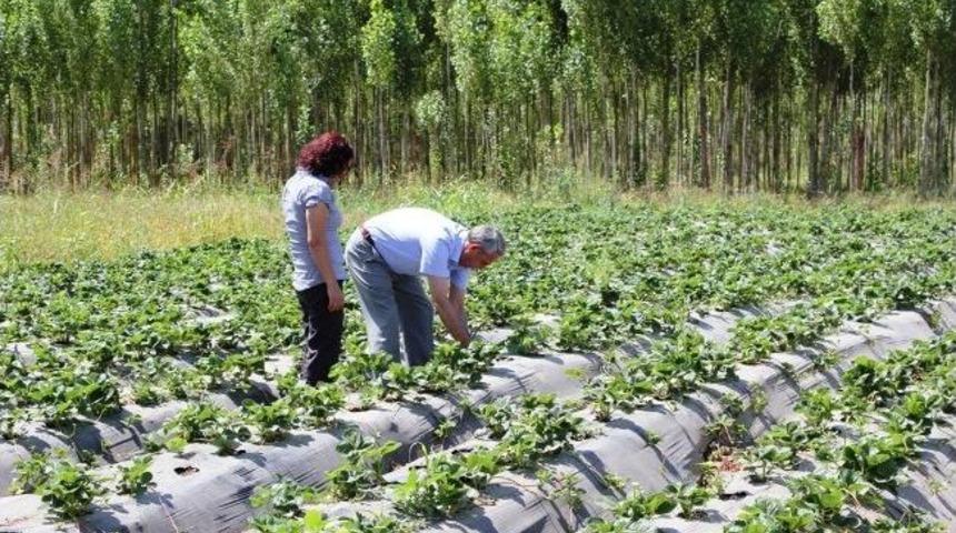 Muş&rsquo;ta &Ccedil;ilek Yetiştiriciliği