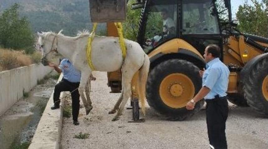 Dereye D&uuml;şen Atı İtfaiye Kurtardı