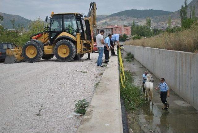 Dereye Düşen Atı İtfaiye Kurtardı