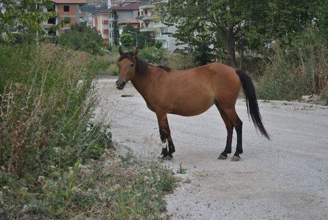 Dereye Düşen Atı İtfaiye Kurtardı