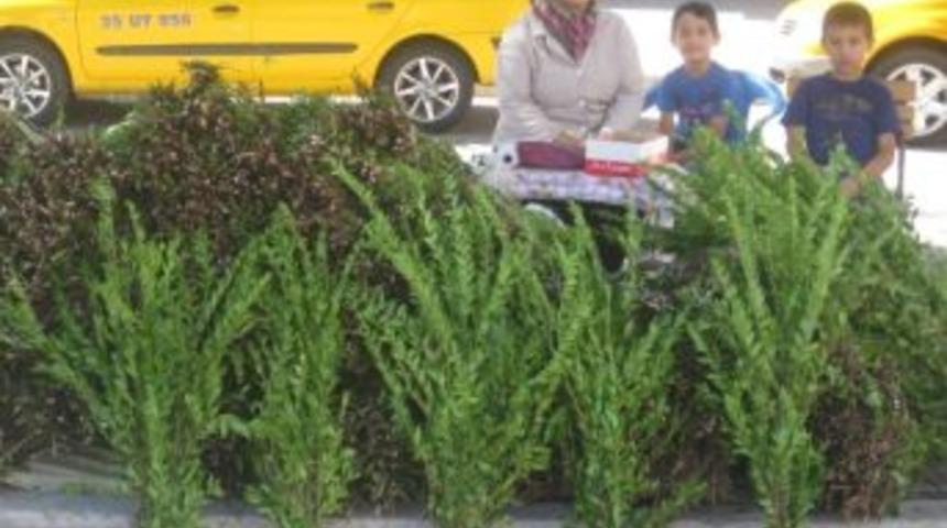 Bayram &Ouml;ncesi Gelir Kapısı: Yaban Mersini