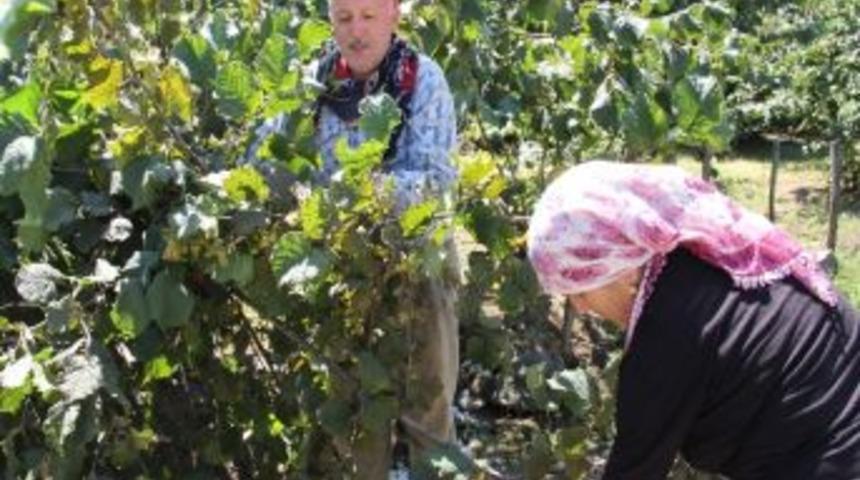 Fındık Hasadı Başladı