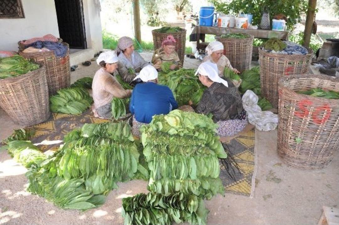T&uuml;t&uuml;nc&uuml;l&uuml;k Yeniden Hayat Buluyor