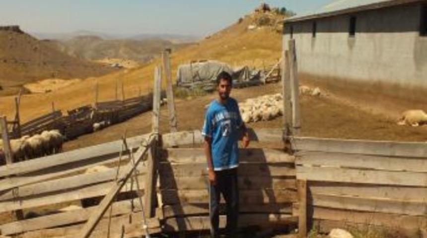 &Uuml;niversite &Ouml;ğrencisi Gen&ccedil;, Babasıyla Koyun Otlatıyor