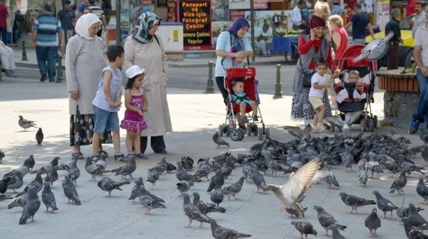 Kuşlar K&uuml;&ccedil;&uuml;klerin İlgi Odağı