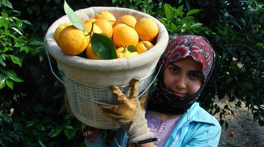Taşağıl Portakalı'nın Coğrafi Işaretli &Uuml;r&uuml;n Olması I&ccedil;in &Ccedil;alışma Başlatıldı