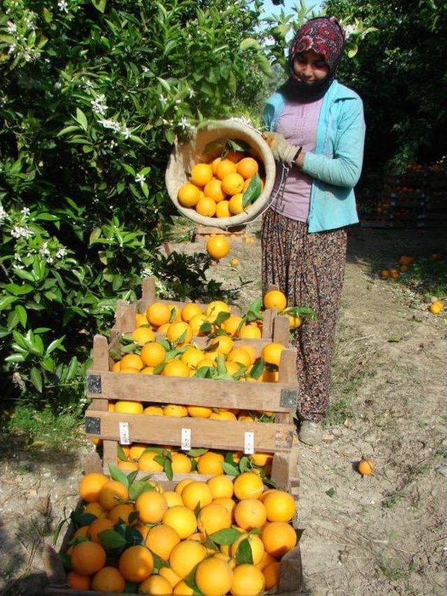 Taşağıl Portakalı'nın Coğrafi Işaretli Ürün Olması Için Çalışma Başlatıldı