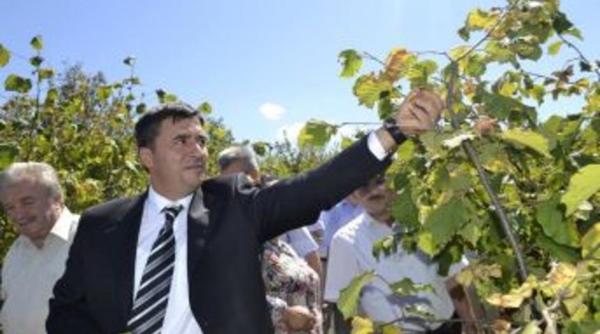 Fındıkta hasat bayramı yapıldı