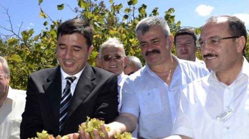 Fındık Hasadı Bayramı'nda Ilk Mahsuller Toplandı
