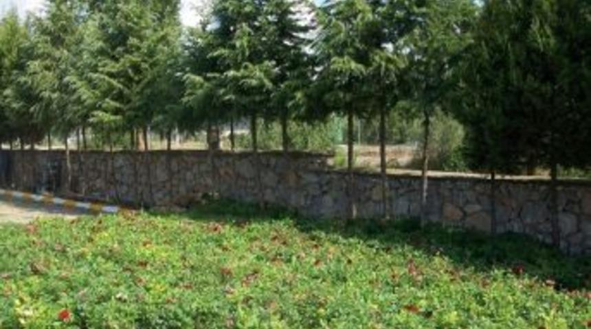 Mezarlıklarda Karanfil Dağıtılacak