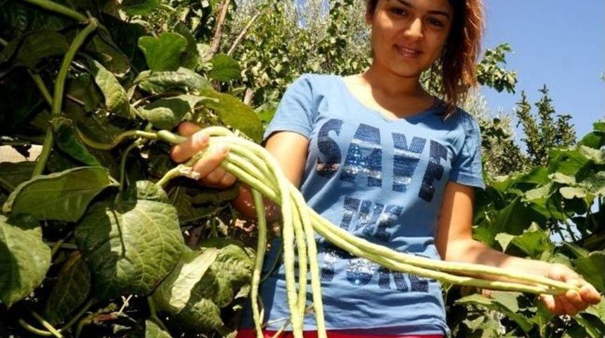Gen&ccedil; Kız Yok Olmak &Uuml;zere Olan Endaze B&ouml;r&uuml;lcesini Yaşatmaya &Ccedil;alışıyor