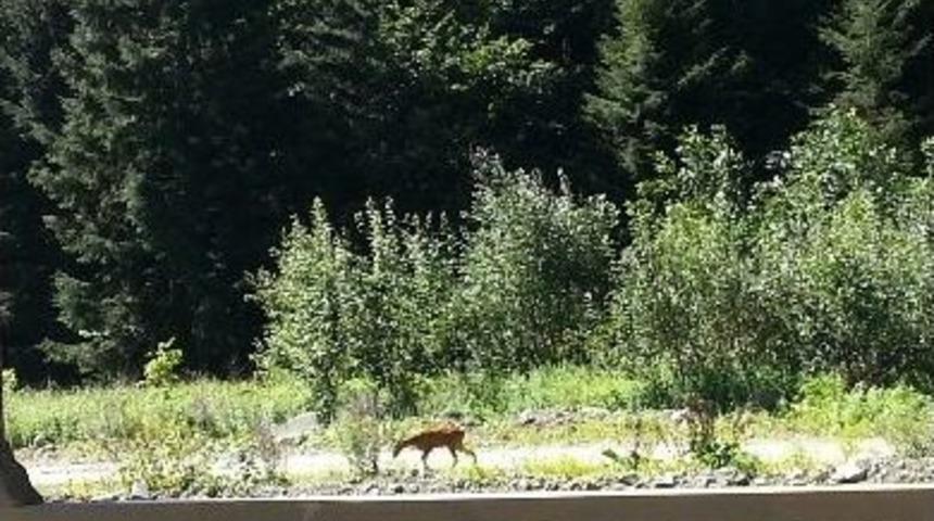 Uzung&ouml;l'&uuml;n Davetsiz Misafiri