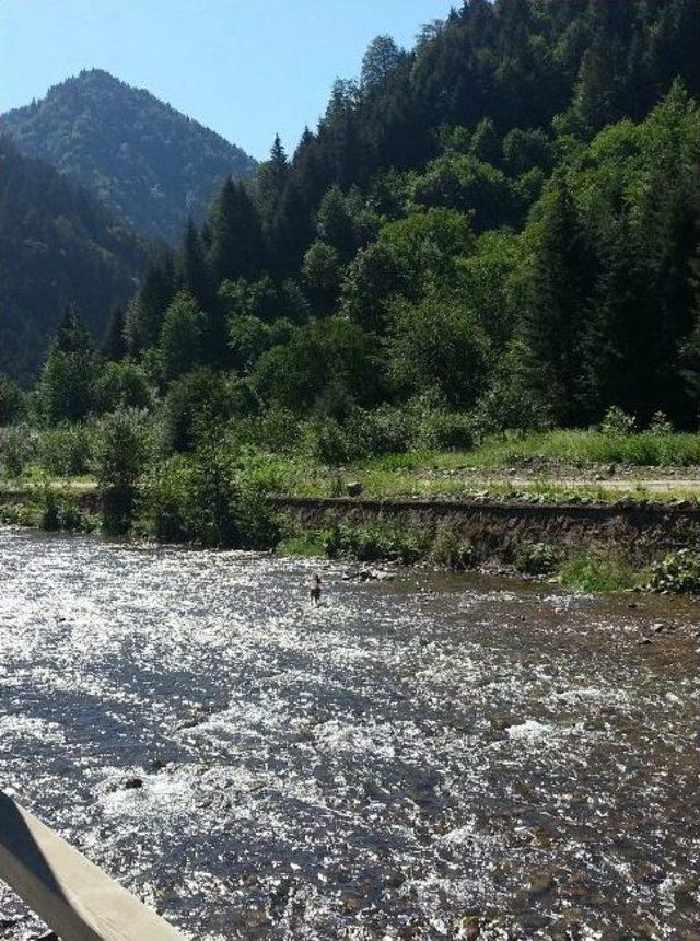 Uzungöl'ün Davetsiz Misafiri