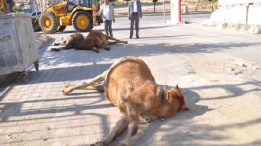 Telef Olan B&uuml;y&uuml;kbaş Hayvanların Yola Bırakılması Tepki &Ccedil;ekti