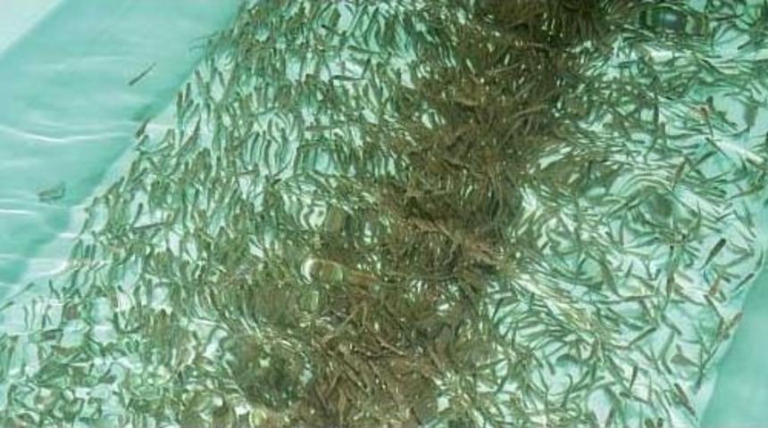 Orman Ve Su İşleri Bakanlığı 8,5 Yılda &Uuml;rettiği 7,4 Milyon Balığı Tabiata Bıraktı