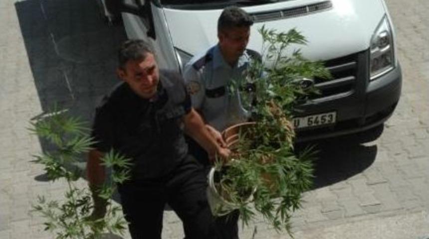 Selendi'de Hint Keneviri Ele Ge&ccedil;irildi