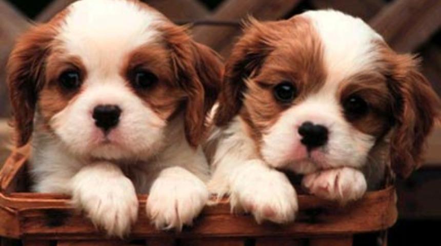 Garip Durumlar İ&ccedil;in &Ouml;neriler!