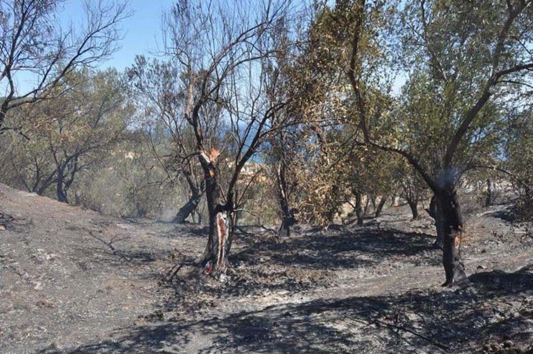 Edremit K&ouml;rfezi Bayrama Yangınla Uyandı