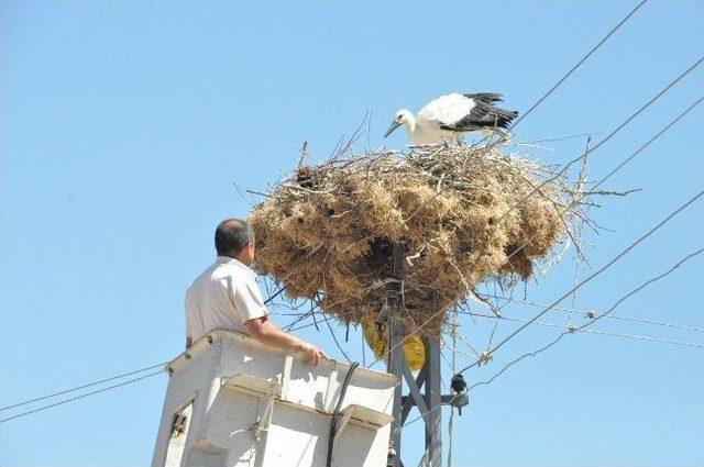 Yavru Leylek Yuvasına Bırakıldı