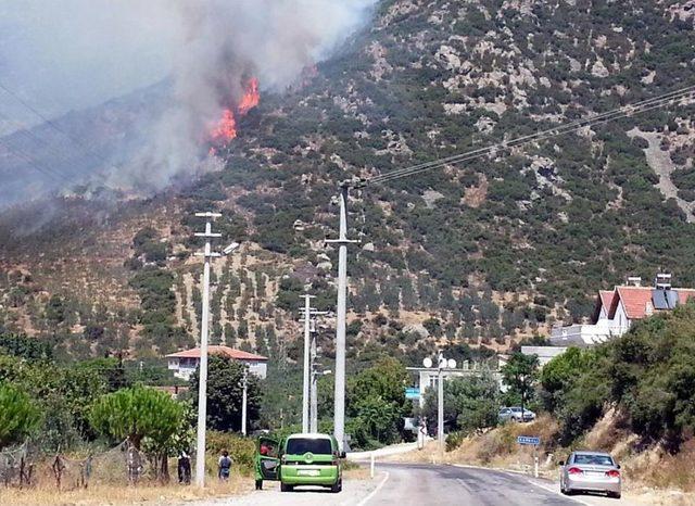 Yalova'da Makilik Ve Zeytinlik Yangını