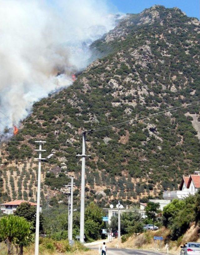 Yalova'da Makilik Ve Zeytinlik Yangını