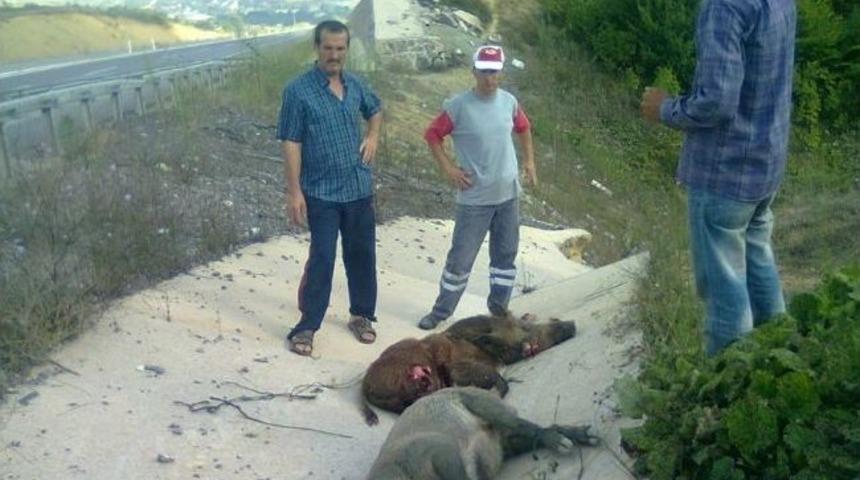 &Ouml;len Domuzları Trakt&ouml;re Bağlayıp &Ccedil;ektiler
