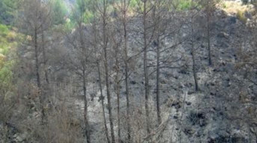 Hatay Valisi: Yangından 2 Bin Hektar Alanın Etkilendiğini Tahmin Ediyoruz