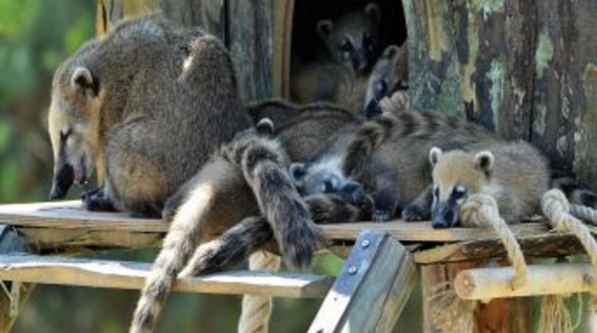 İsrail&rsquo;den Aldık 4 Tane, İzmir&rsquo;de Oldu 13 Tane