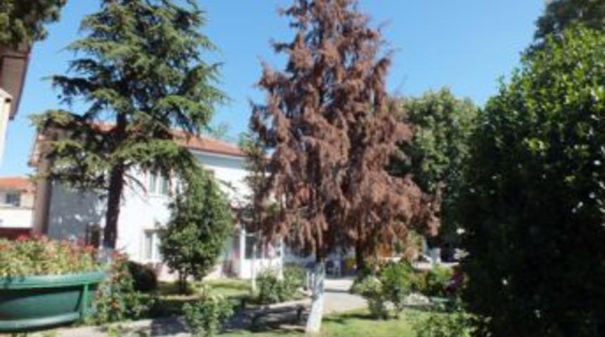 Acılara Dayanamadı