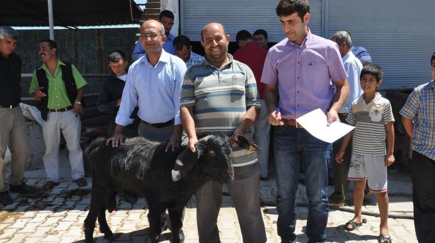 Reyhanlı'da Besicilere Damızlık Ke&ccedil;i Dağıtıldı