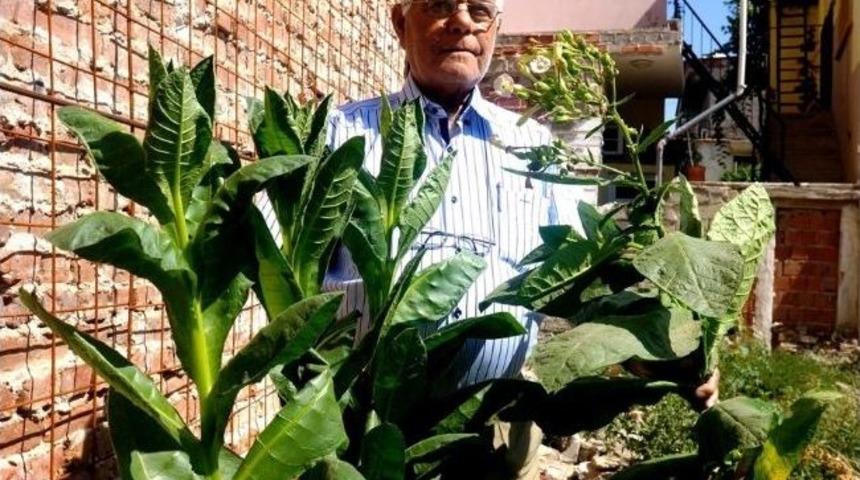 Yıkılan Binanın Altından T&uuml;t&uuml;n Fidanı &Ccedil;ıktı