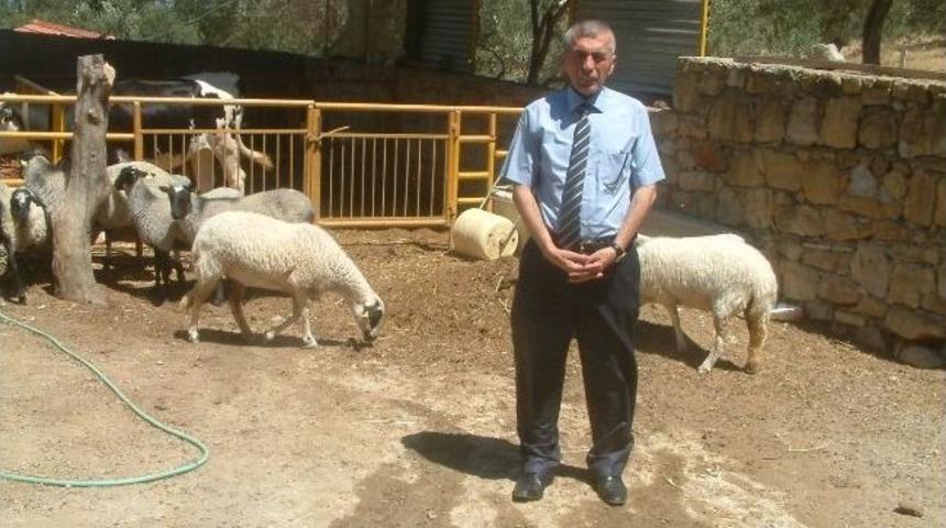 Burhaniye&rsquo;de Besiciler Romanov Koyunu İle Tanıştı