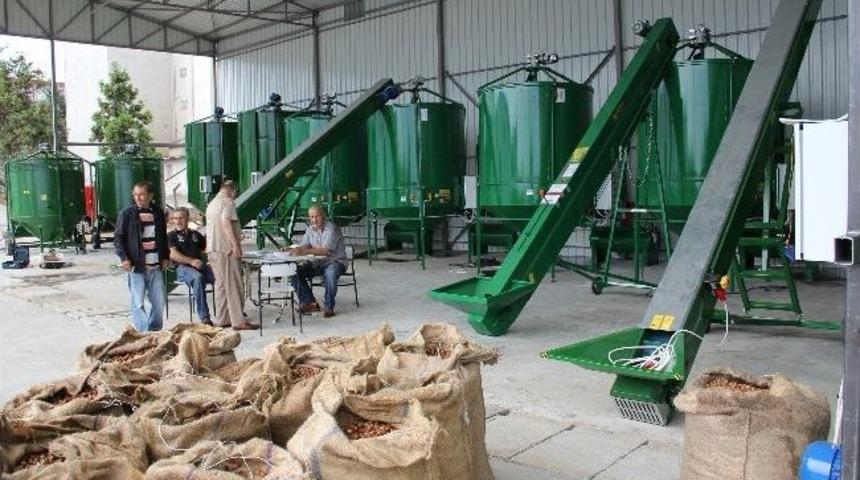 Trabzon&rsquo;da Bulunan Fındık Kurutma Merkezi Hizmet Vermeye Başladı